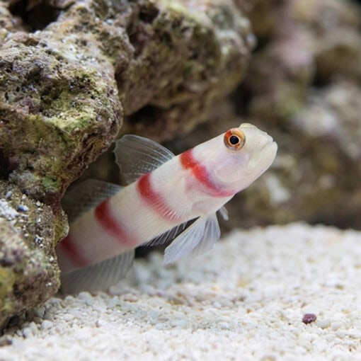 Wide-Barred Shrimp Goby - Image 3