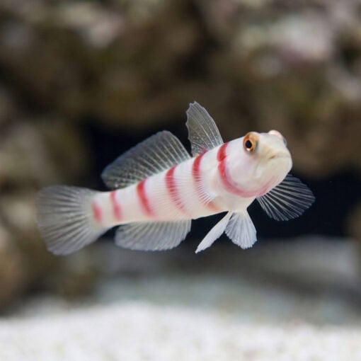 Wide-Barred Shrimp Goby - Image 4