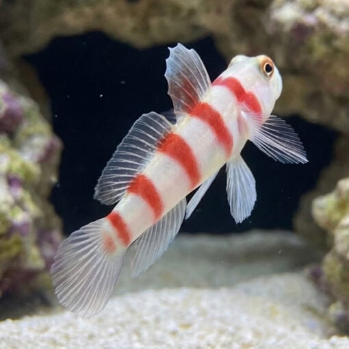 Wide-Barred Shrimp Goby - Image 5