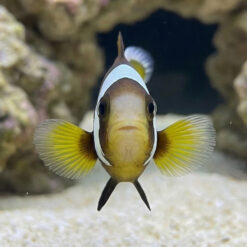 Alternative view of Wide Band Misbar Clownfish: Captive Bred