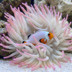 Alternative view of Wyoming White Ocellaris Clownfish: Captive Bred