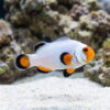 Wyoming White Ocellaris Clownfish: Captive Bred