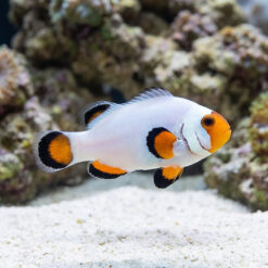 Wyoming White Ocellaris Clownfish: Captive Bred