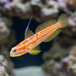 Yasha Shrimp Goby