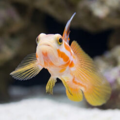 Alternative view of Yasha Shrimp Goby