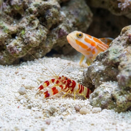 Yasha Shrimp Goby - Image 3