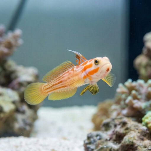 Yasha Shrimp Goby - Image 4