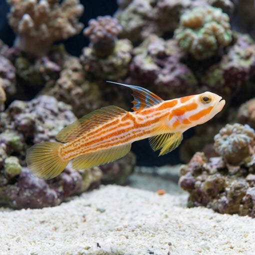 Yasha Shrimp Goby - Image 5