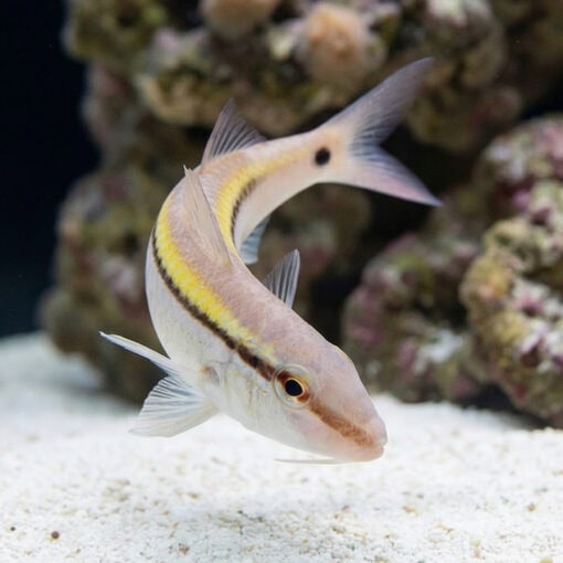 Dot and Dash Goatfish - Image 2