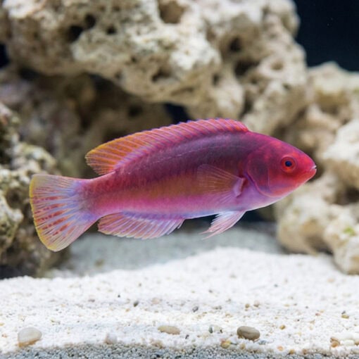Velvet Fairy Wrasse - Image 4