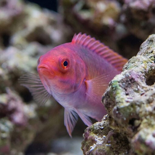 Velvet Fairy Wrasse - Image 5