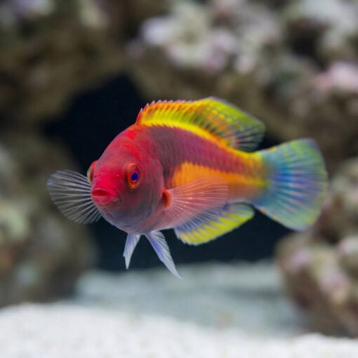 Velvet Fairy Wrasse - Image 2