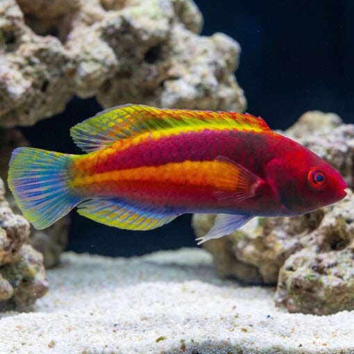 Velvet Fairy Wrasse - Image 3
