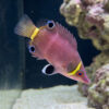 Yellow Banded Possum Wrasse