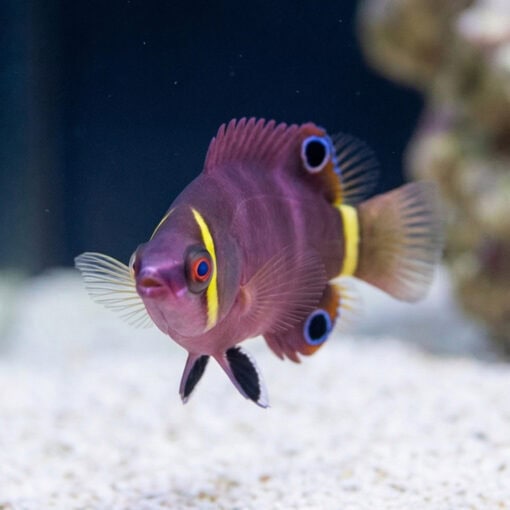 Yellow Banded Possum Wrasse - Image 2