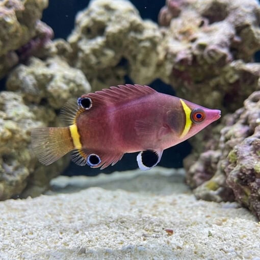 Yellow Banded Possum Wrasse - Image 3