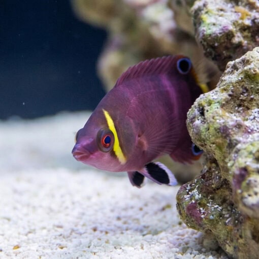 Yellow Banded Possum Wrasse - Image 4