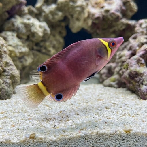 Yellow Banded Possum Wrasse - Image 5