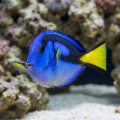 Alternative view of Blue Hippo Tang Yellow Belly