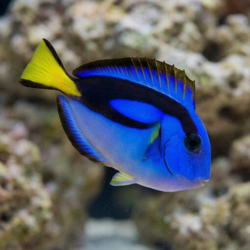 Blue Hippo Tang Yellow Belly - Image 3
