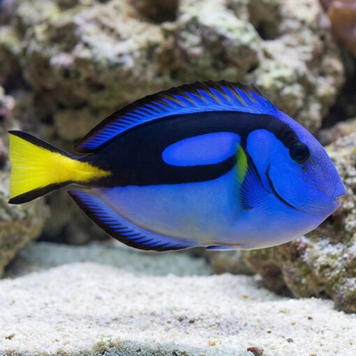 Blue Hippo Tang Yellow Belly - Image 4
