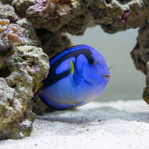 Blue Hippo Tang Yellow Belly - Image 5