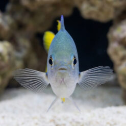 Alternative view of Ternate Chromis