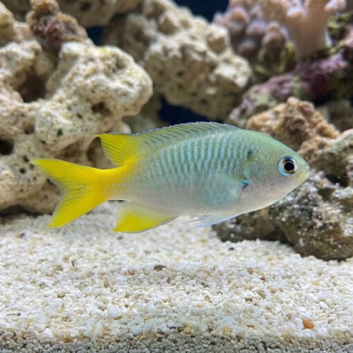 Ternate Chromis - Image 3