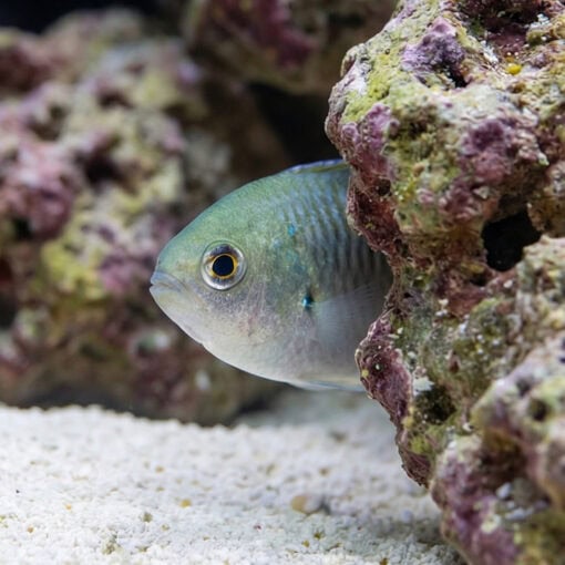 Ternate Chromis - Image 4