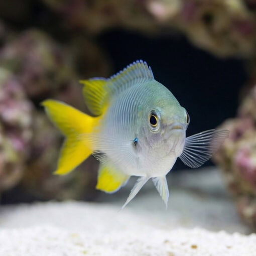 Ternate Chromis - Image 5