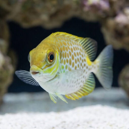 Orangespot Rabbitfish - Image 2