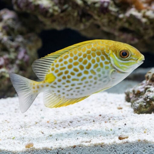 Orangespot Rabbitfish - Image 4