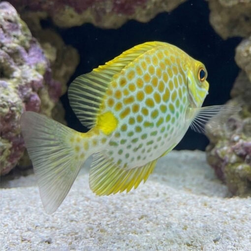 Orangespot Rabbitfish - Image 5