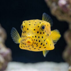 Alternative view of Cubicus Boxfish