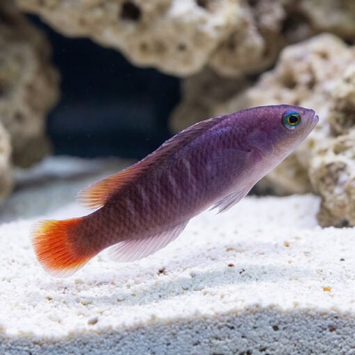 Yellow-Breasted Dottyback - Image 4