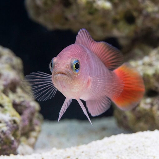 Yellow-Breasted Dottyback - Image 5