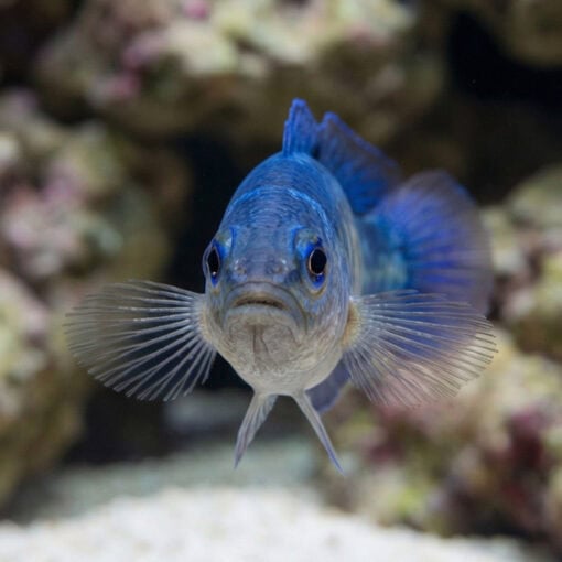 Yellow-Breasted Dottyback - Image 2