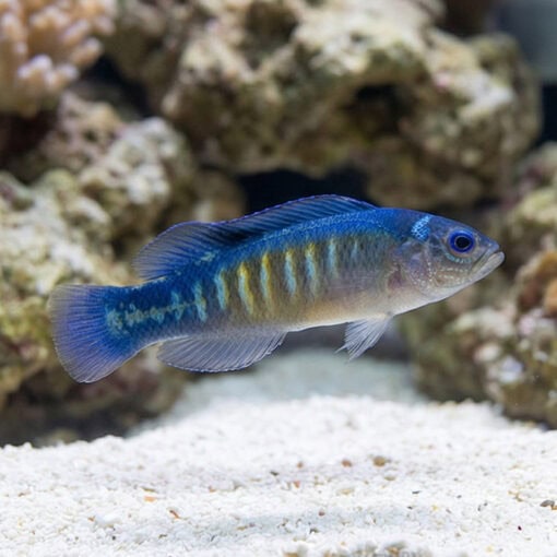 Yellow-Breasted Dottyback - Image 3