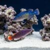 Yellow-Breasted Dottyback