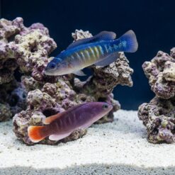 Yellow-Breasted Dottyback