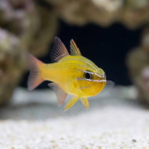 Yellow Cardinal - Image 4