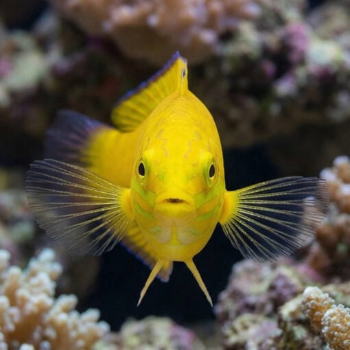 Yellow Wrasse - Image 2