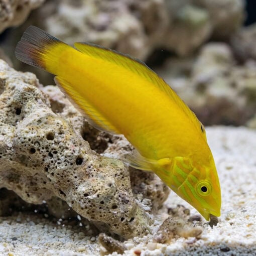 Yellow Wrasse - Image 3