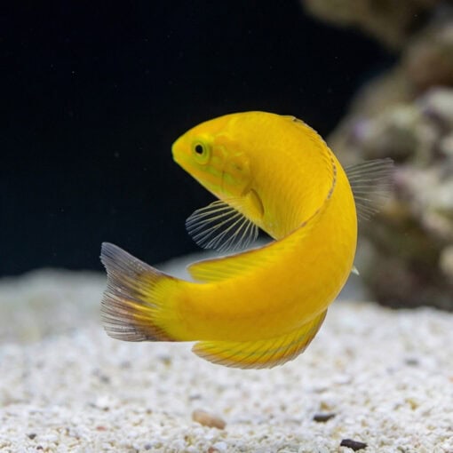 Yellow Wrasse - Image 4