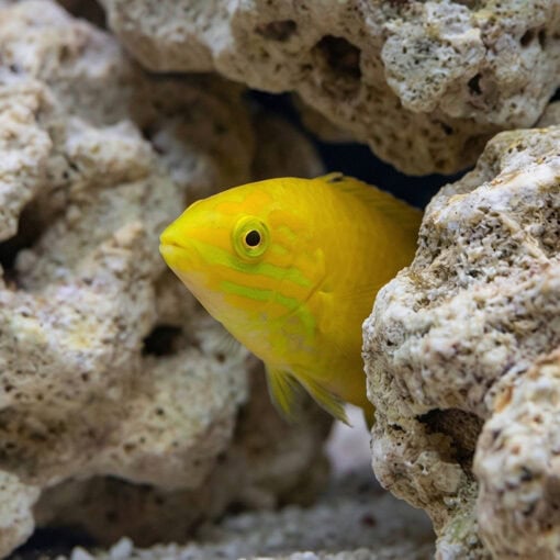 Yellow Wrasse - Image 5
