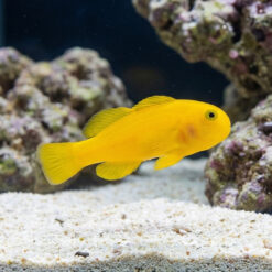Yellow Clown Goby