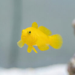 Alternative view of Yellow Clown Goby