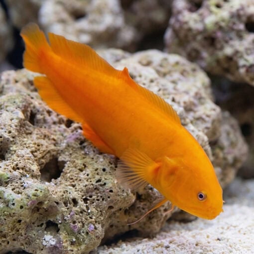 Yellow Cusk Eel