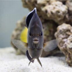 Yellow-Ear Angelfish facing camera head-on showing pectoral fins spread wide, gray body with yellow accent, sandy reef aquarium