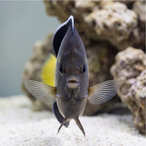 Yellow-Ear Angelfish facing camera head-on showing pectoral fins spread wide, gray body with yellow accent, sandy reef aquarium